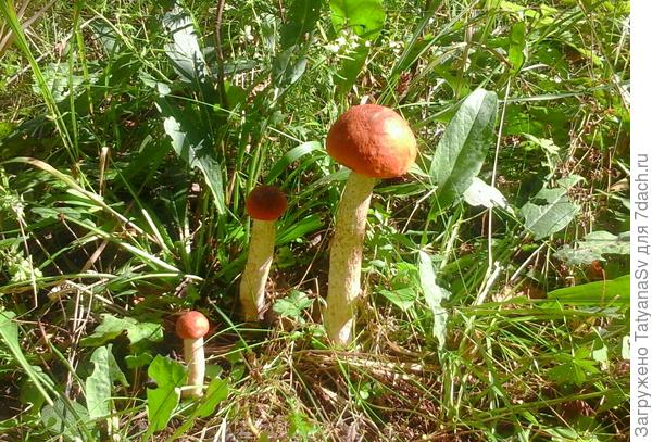 В высокой траве на длинных ножках... тянутся к свету...