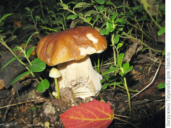 Интересное соседство