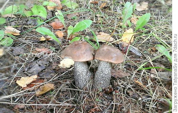 Братцы-подберезовики