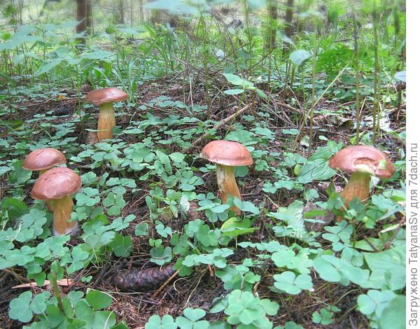 Польские грибы