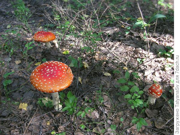 Мухоморы - яркое украшение леса...