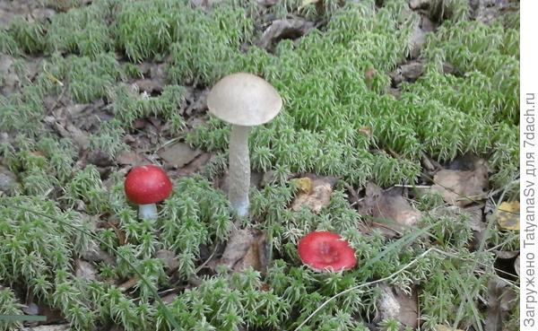 Щеголь-подберезовик и подружки-сыроежки