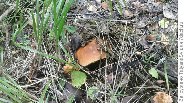 Интересно наблюдать как одни грибы прячутся под листву, траву, игольник...