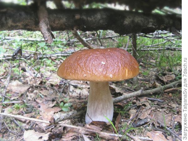 А третьи - гордо красуются и видны издалека...