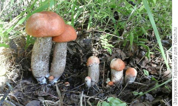 Семья подосиновиков. У нас их чаще называют красноголовиками