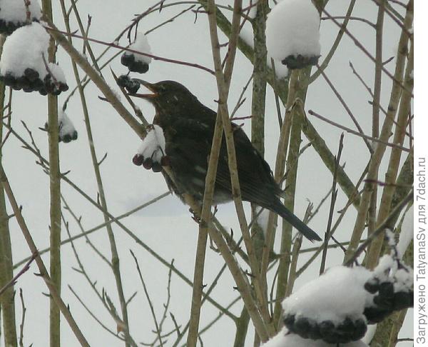 Черный дрозд