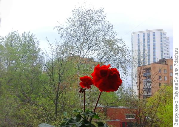 9 мая 2020 года. Вид из окна 4 этажа, г.Химки Московской области