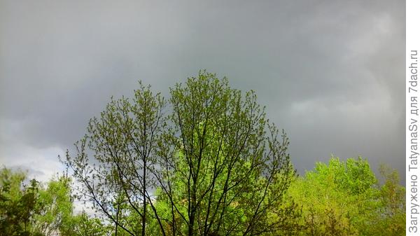 Перед дождем. Молодая зелень листвы на фоне темных туч