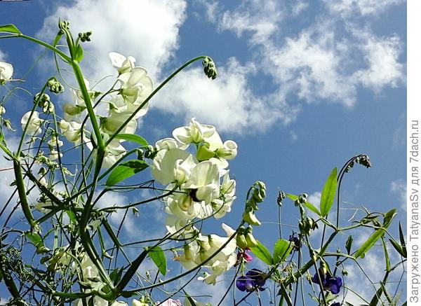 Летнее небо - такое разное... И прекрасно в своем непостоянстве...