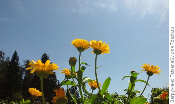 Навстречу солнцу