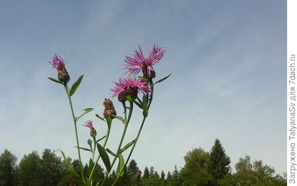 На фоне голубого неба