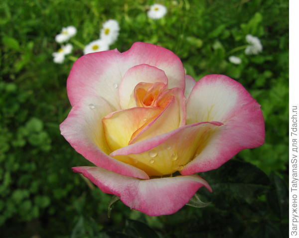 Принцесса прибыла на бал... А молодость всегда прекрасна своею свежестью...