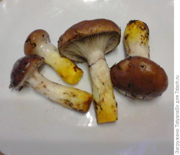 Эти грибы съедобные?