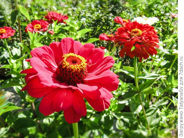 Красотки-циннии