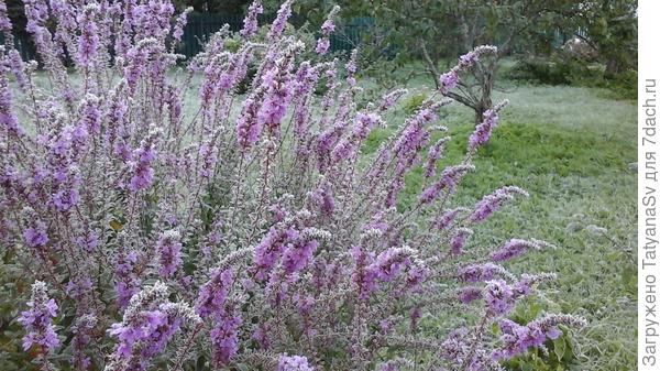Первые заморозки