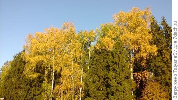 Осень в жёлто-зелёных тонах...