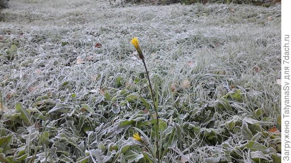 Стойкий цветочек (козлобородник)