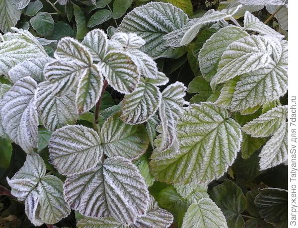 Листья малины в узорах