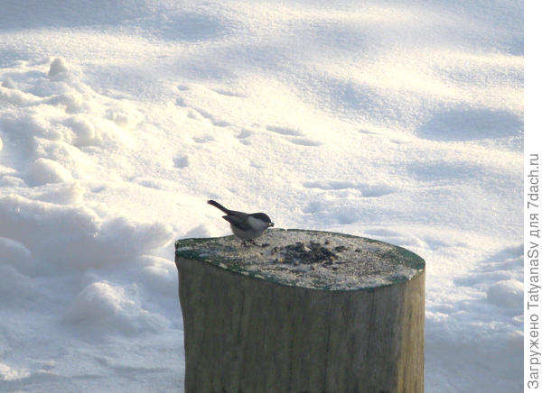 Пухляк (гаичка)