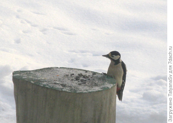 Дятлы - частые гости