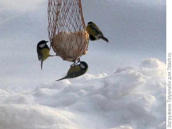 Очень любят синички сало... вкусно и сытно...