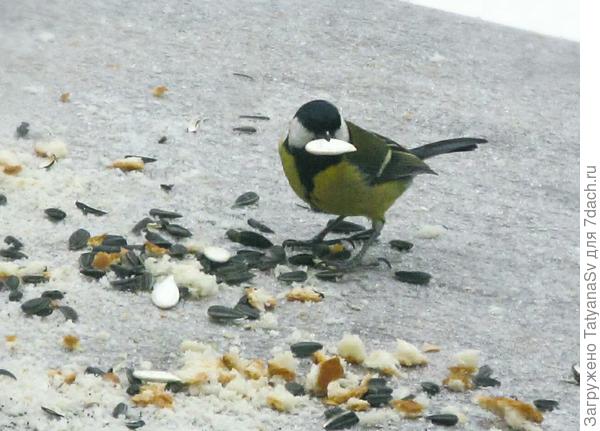 Синичка. Долго выбирала и выбрала... "пожирней, погуще"...😊