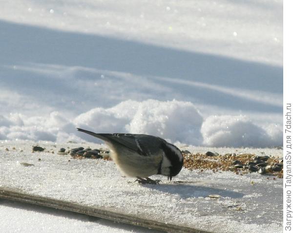 Московка - небольшая птичка из семейства синицевых