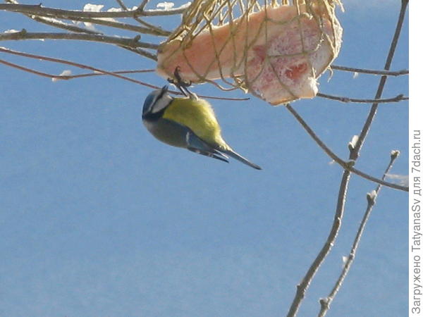 Лазоревка - небольшая шустрая птичка, настоящий акробат...