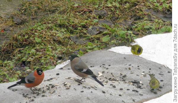 Снегири и чижи
