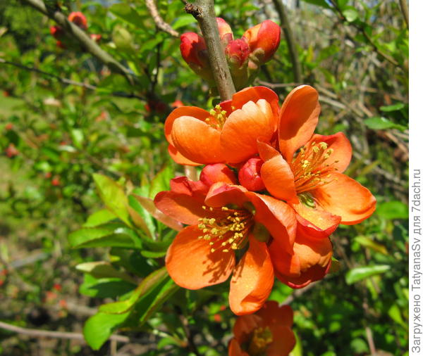 Айва японская