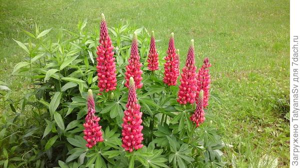 Люпин &quot;Красное пламя&quot;