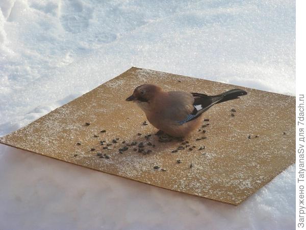 Сойка тоже частый гость.