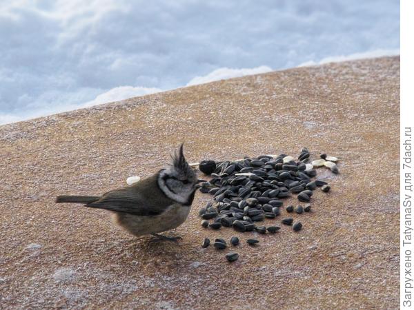 Хохлатая синица, гренадёр семейства синицевых - прилетает очень редко.