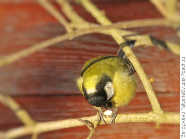 Взлетев на ветку, синичка прижимает к ней тыквенную семечку и тщательно её расклёвывает.