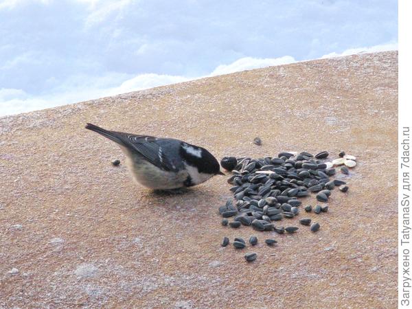 Московка - небольшая подвижная птичка из семейства синицевых