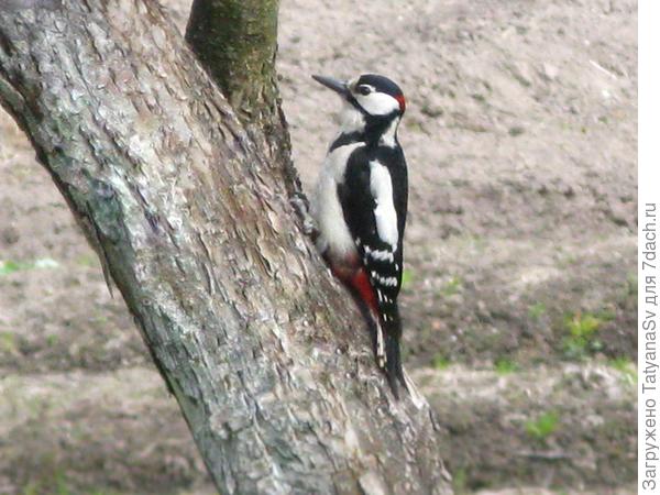 Иногда просто сидит, отдыхает...