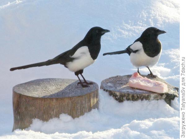 Сороки. Пара.