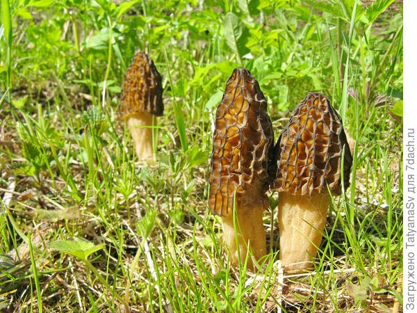 Сморчки на участке