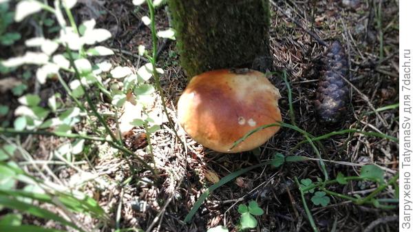 Одинокий белый