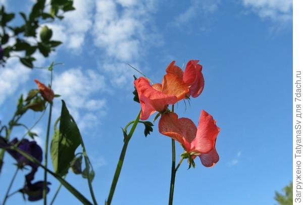 Душистый горошек