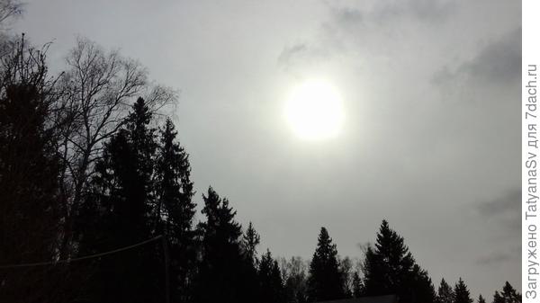 Мартовское солнце с каждым днём всё выше и выше встаёт над лесом...