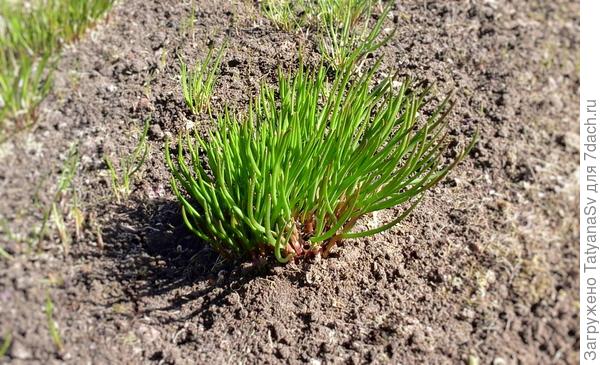 Шнитт-лук пошёл в рост