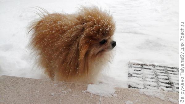 Снег, снег, снег, весна за облаками... ❄❄❄