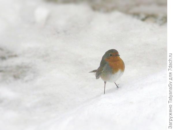 Зарянка (малиновка)