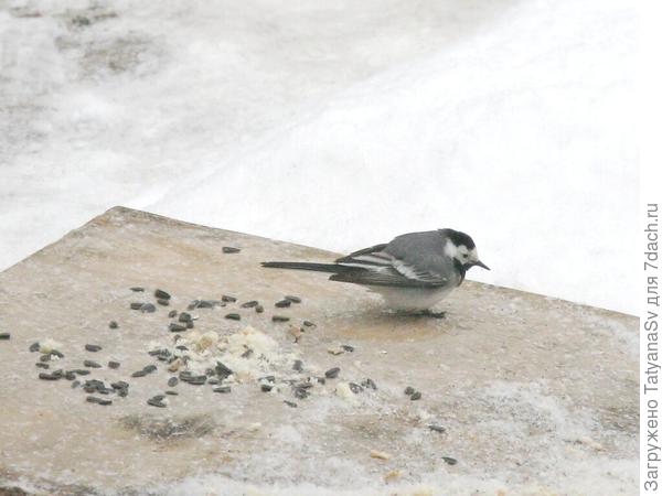 Трясогузка. Ещё немного продержаться.