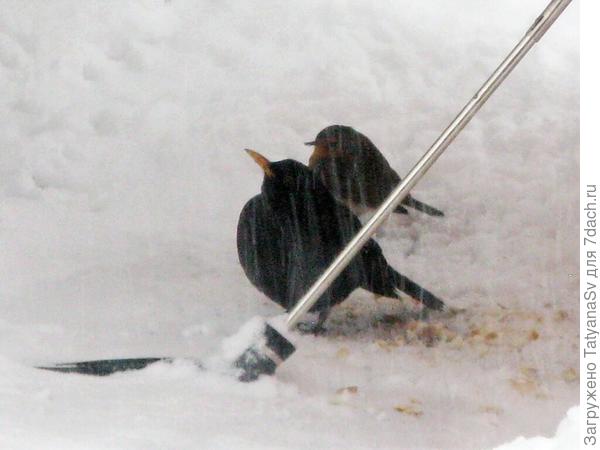 Под зонтом. Чёрный дрозд и зарянка.