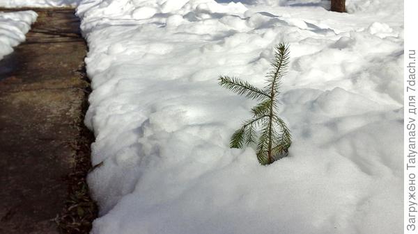 Ёлочка-самосейка