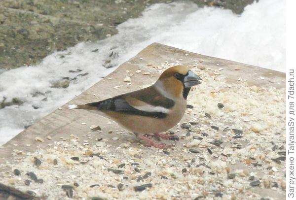 Редкий гость - дубонос