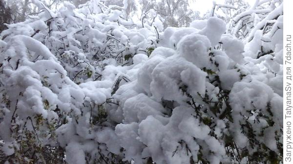 Цветущая ирга и куст сирени под снегом