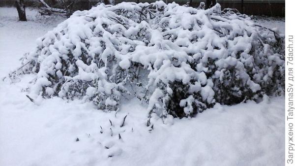 Высокий куст аронии сложился вкруг до земли...